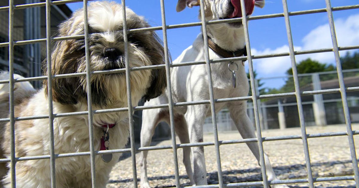 Querelles internes La présidente de la Protection suisse des animaux