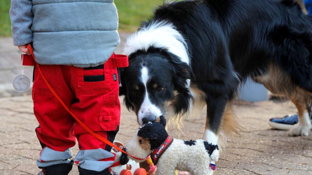 Studie zeigt. Hunde machen Kinder fitter