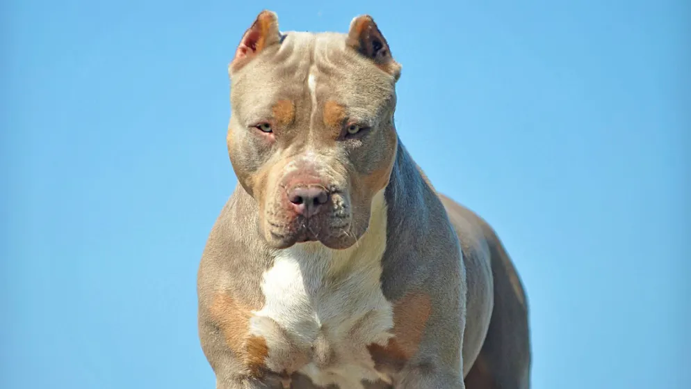 «Es ist einfach nur schlimm». Deutscher wird vom eigenen Kampfhund gebissen und stirbt