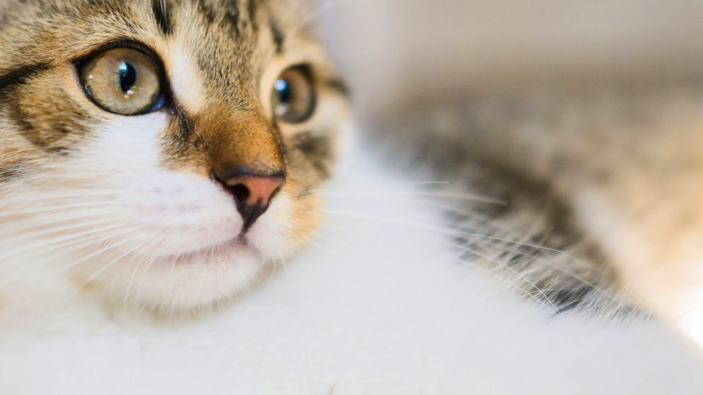 «Es hat regelrecht vor Katzen gewuselt». Aargauerin soll 200 Büsis im Keller halten