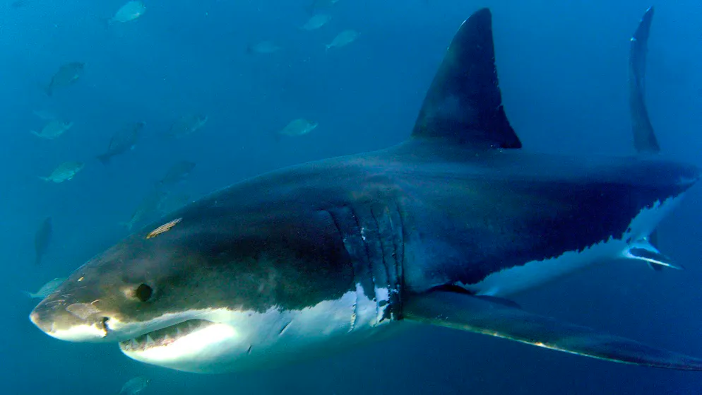 Kampf gegen Panikmache. Florida als Haiangriff-Hotspot der Welt gebrandmarkt