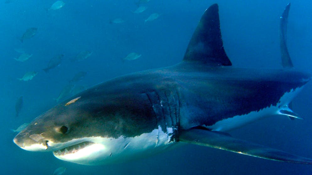 Zwei Attacken innert kurzer Zeit. Hai-Angriffe in Florida fordern drei Verletzte