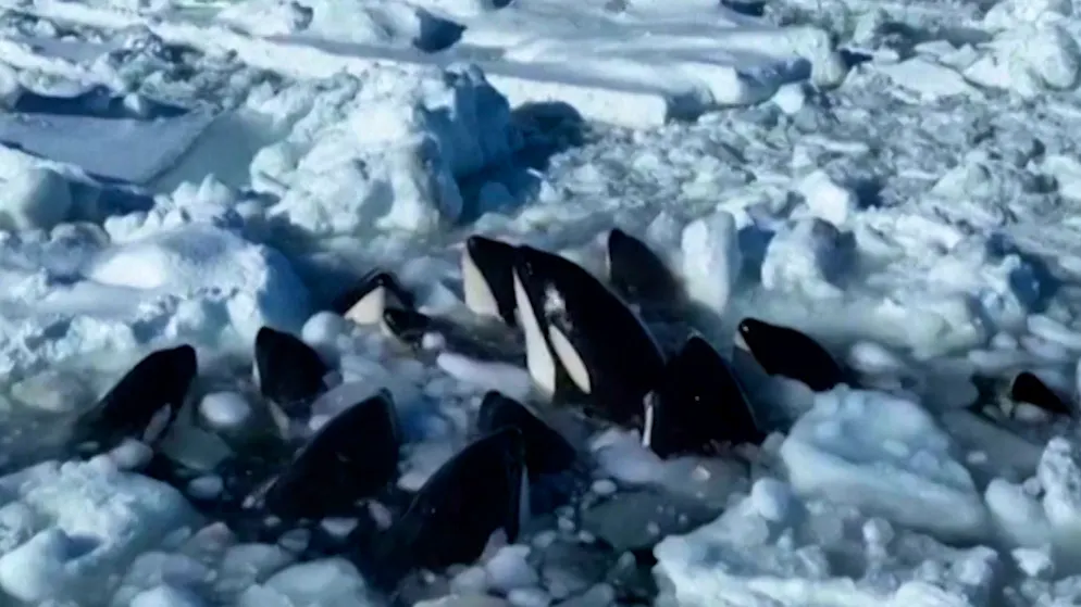 Aufatmen vor Küste Japans. Orcas werden im Eis gefangen – dann passiert das Unerwartete