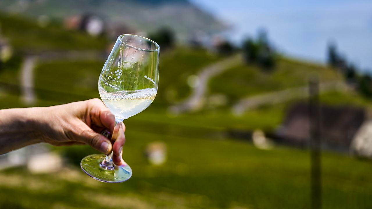 Oenologie. Des ateliers pour découvrir les vins de Lavaux
