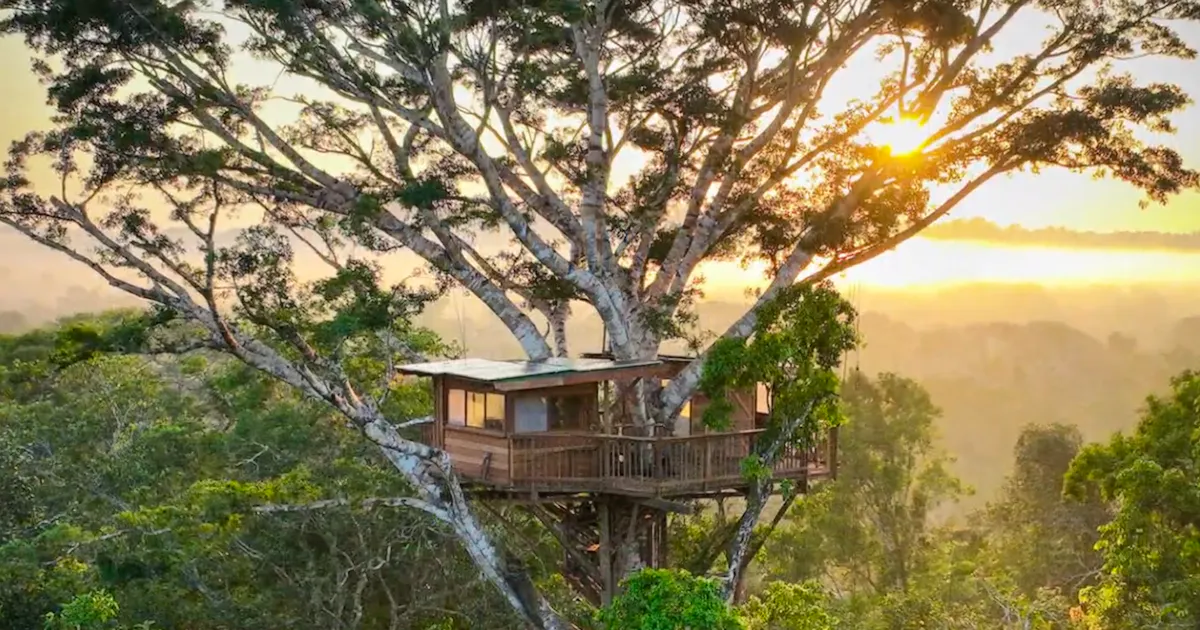 Besoin de vacances?: Une cabane de luxe au sommet de la forêt ...