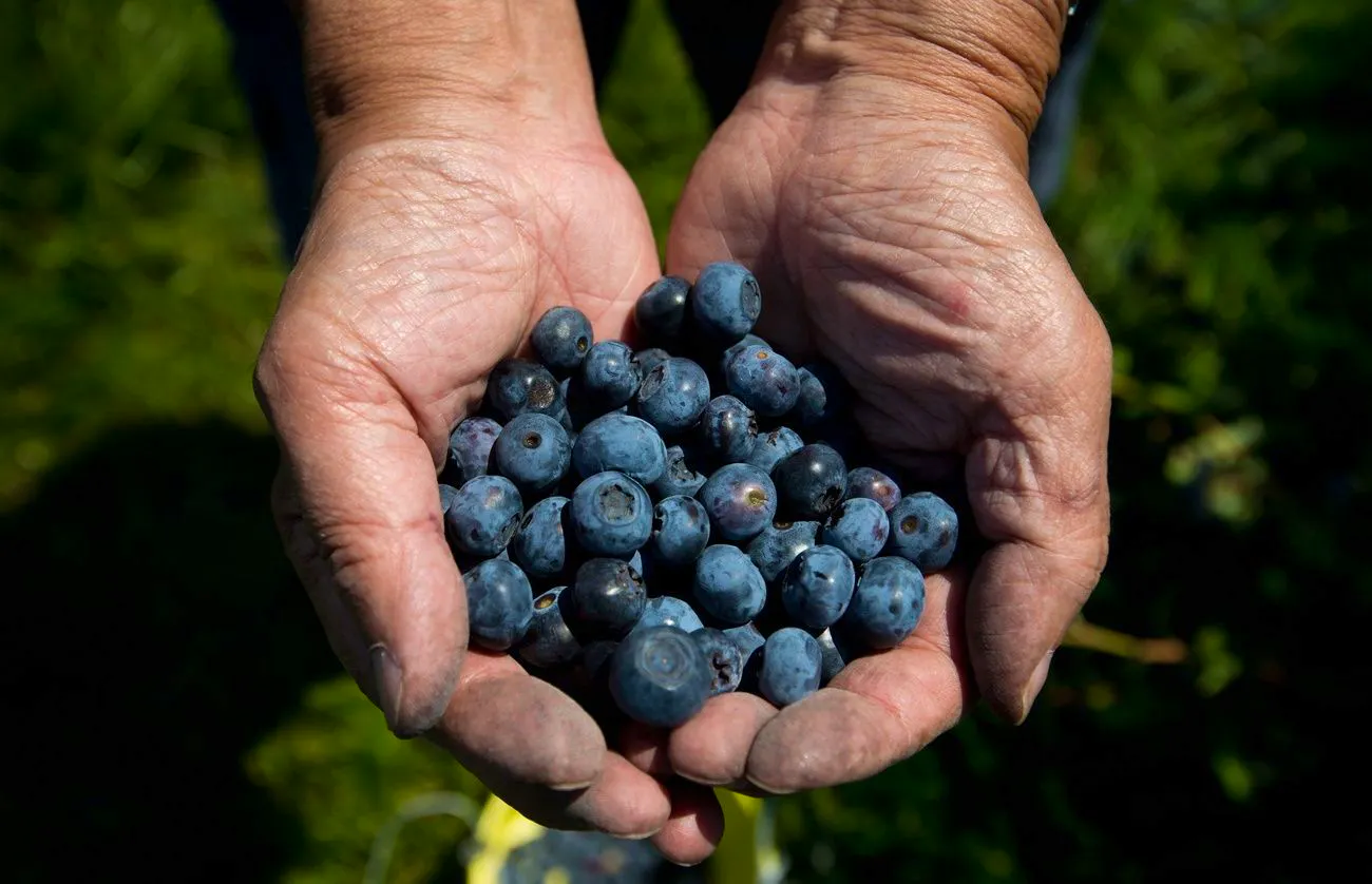 Blaubeer-Pflanze ‚Blue Crop‘ – Amerikanische Heidelbeere | Im 20-cm-Topf, Ca. 50–100 Cm Hoch | Aus Italien