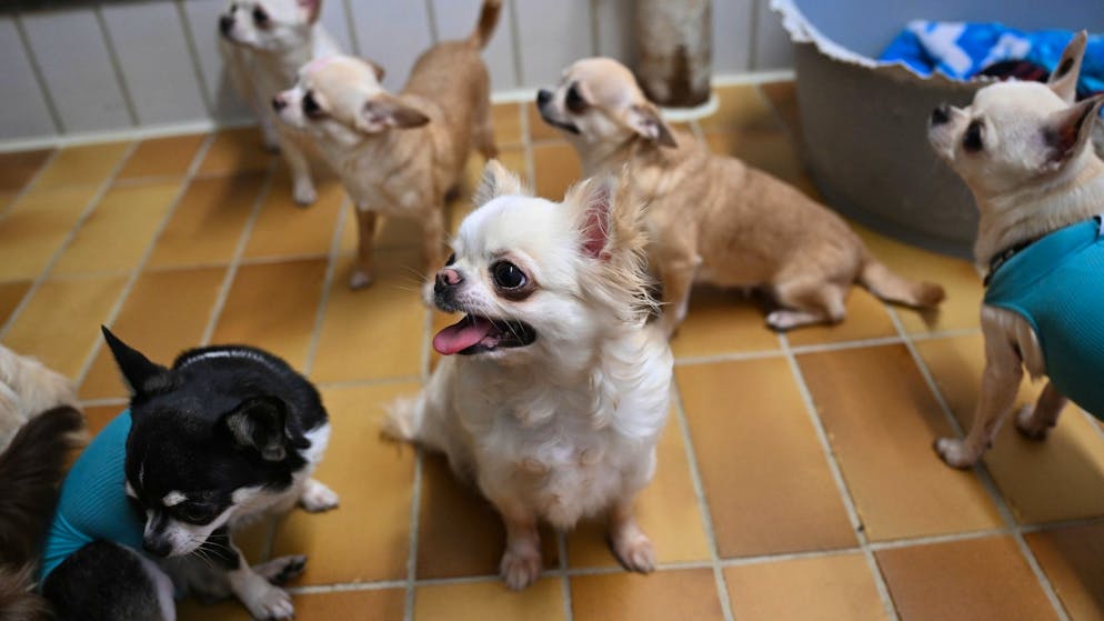 Verwahrlost, zerbissen, abgemagert. Immer mehr Fälle von «Animal Hoarding» in Deutschland