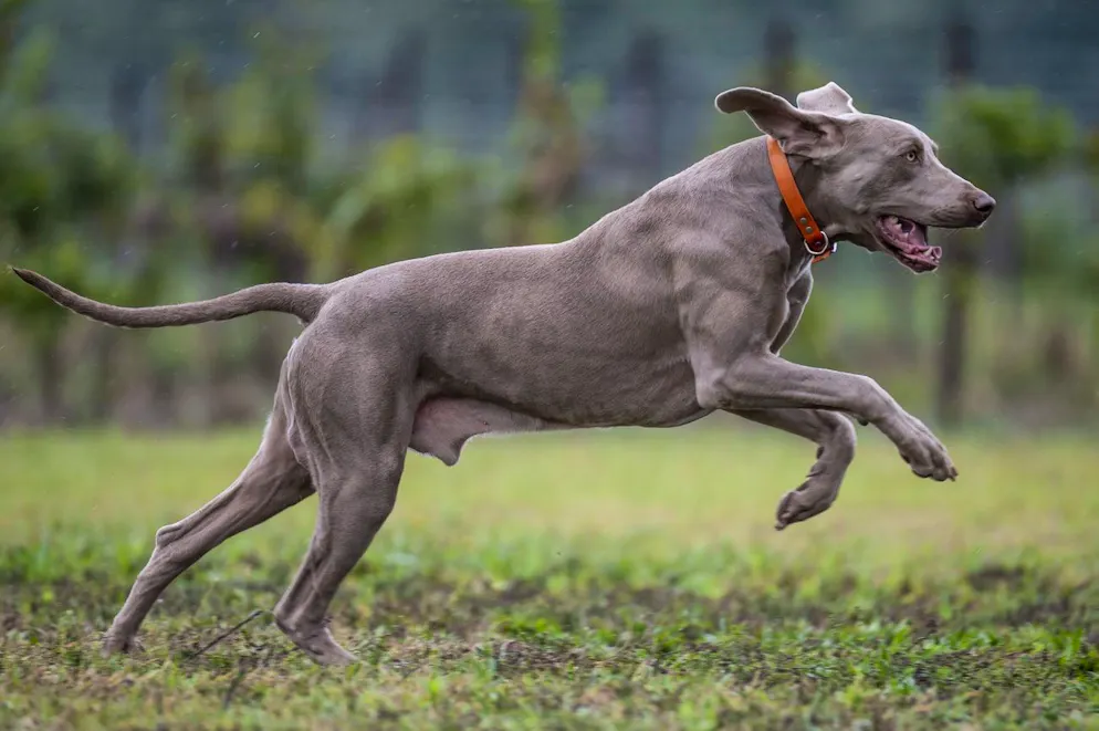 Vor zehn Jahren wurde ein Weimaraner-Rüde in Zürich entführt.