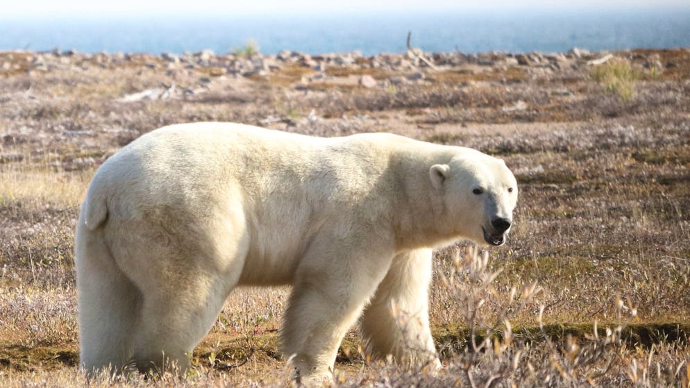 Ein Eisbär (Ursus maritimus) in der westlichen Hudson Bay Region im nordöstlichen Teil Kanadas.