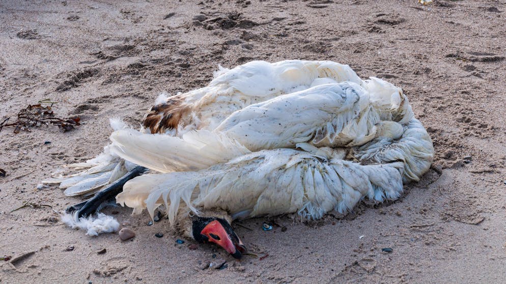 Durch Geflügelpest getöteter Schwan