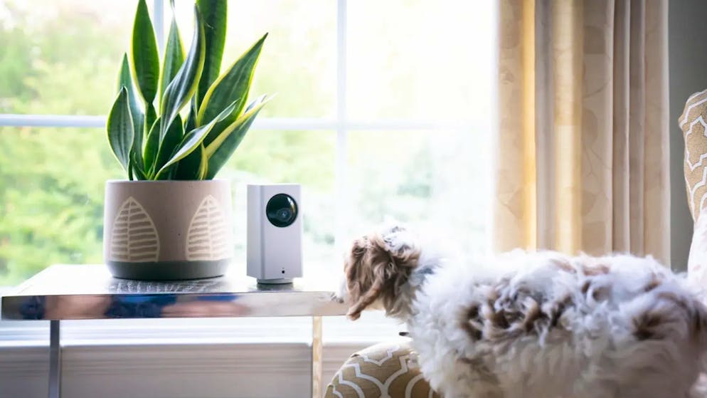 It wasn't just strangers' pets that Wyze customers could see.