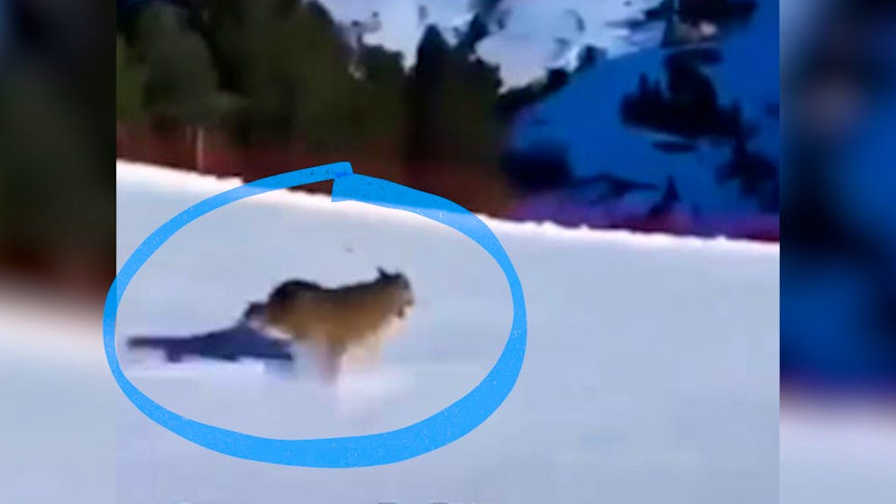 Italien. Skifahrer verfolgt Wolf auf der Piste