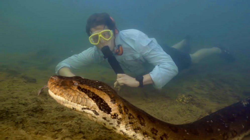 Acht Meter lang, 200 Kilogramm schwer. Forscher entdecken im Amazonas grösste Schlange der Welt