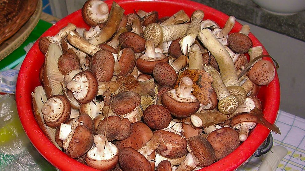 Bauchschmerzen und Übelkeit. Teilnehmende von Zürcher Pilzworkshop landen im Spital