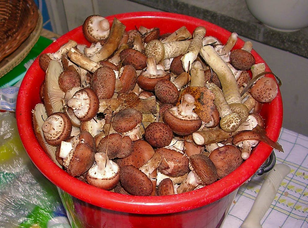 Ein Eimer voll gesammelter Hallimasche.