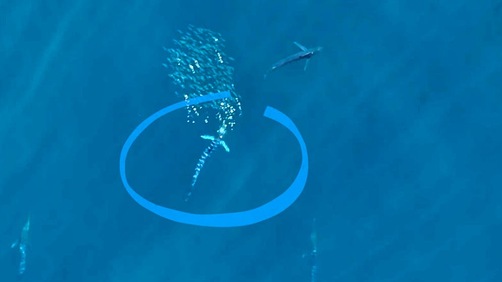 Nuova scoperta scientifica. Oceani, i marlin striati si illuminano prima di attaccare la preda