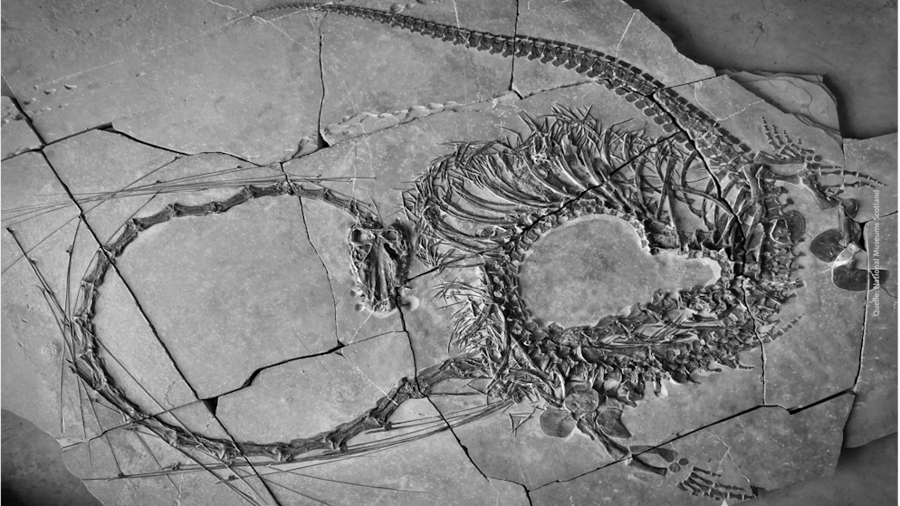 Halb Drache, halb Schlange. Forscher untersuchen 240 Millionen Jahre altes Fossil