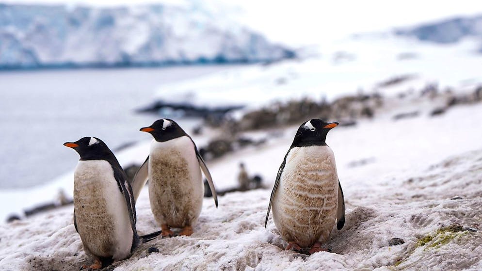 H5N1-Virus grassiert weltweit. Vogelgrippe erreicht jetzt auch das antarktische Festland