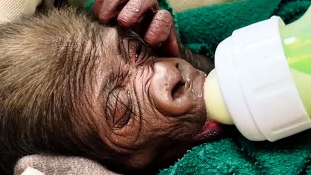 Spezielle Schmuse-Methode. Dank eines Gorillakostüms fühlt sich Baby Jameela geborgen