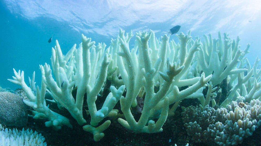 Le phénomène de dépérissement du corail, qui se traduit par une décoloration, est provoqué par la hausse de la température de l'eau qui entraîne l'expulsion des algues symbiotiques donnant au corail sa couleur vive (archives).