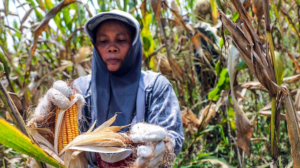 L'agricoltura rimane il pilastro dell'attività economica di molti paesi al mondo.