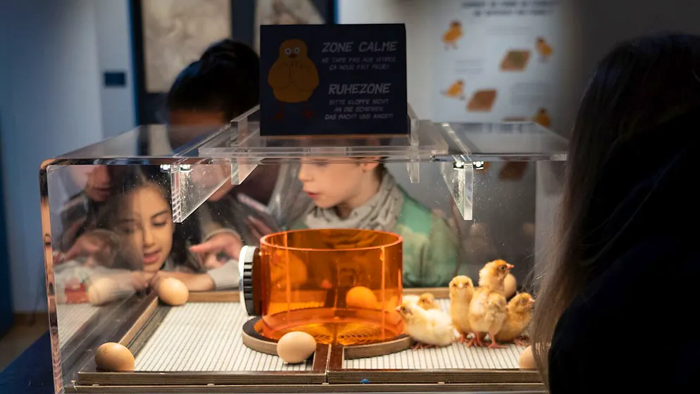 Outre les dinosaures, les visiteurs, notamment les plus jeunes, auront toujours l’occasion d’admirer les célèbres petits poussins s’ébattant dans leur poussinière et pointant le bout de leur bec dans la couveuse.