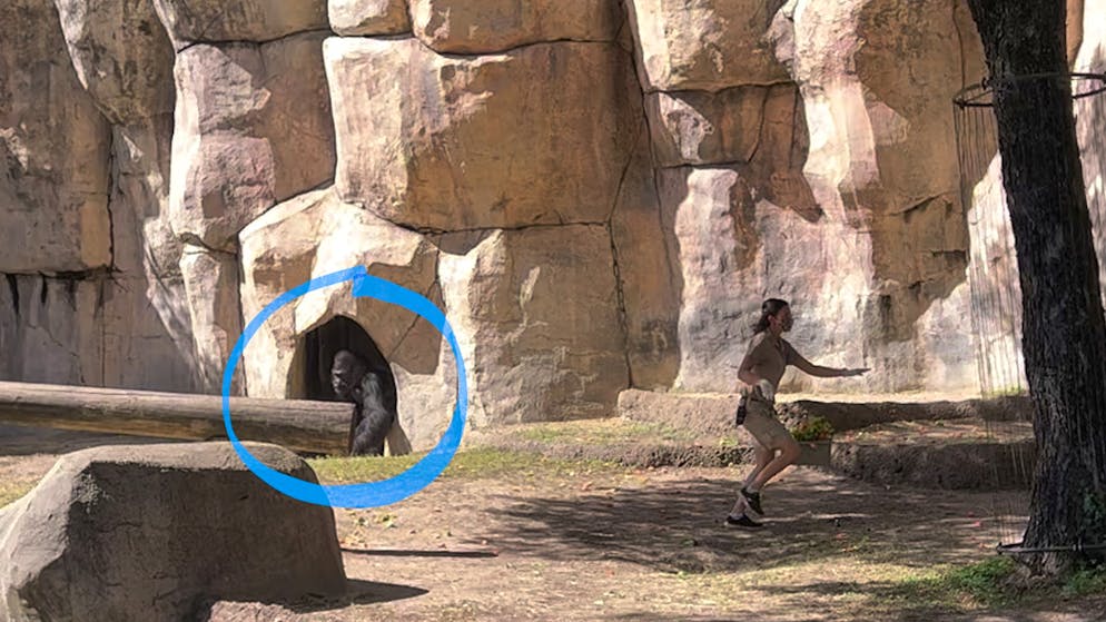 Schockmoment in US-Zoo. Gorilla-Männchen stürmt auf Tierpflegerinnen zu