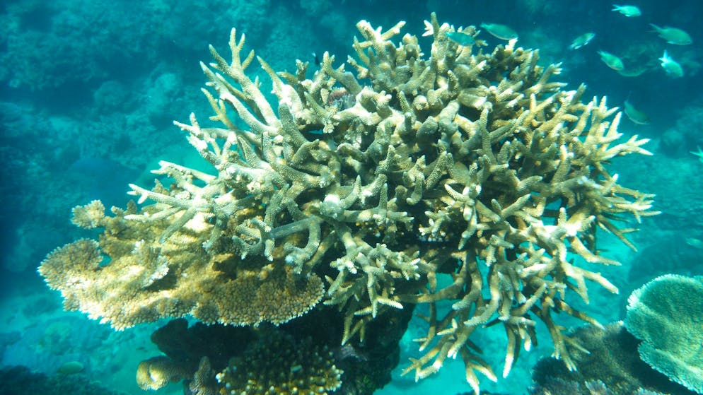 I coralli della Grande Barriera sono stati colpiti dallo sbiancamento  al largo della costa di Cairns (foto d'archivio).