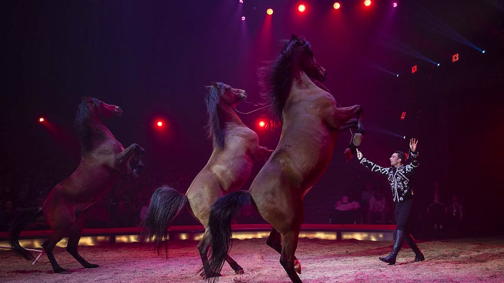 Zirkus. Circus Knie feiert gleich mehrere Premieren