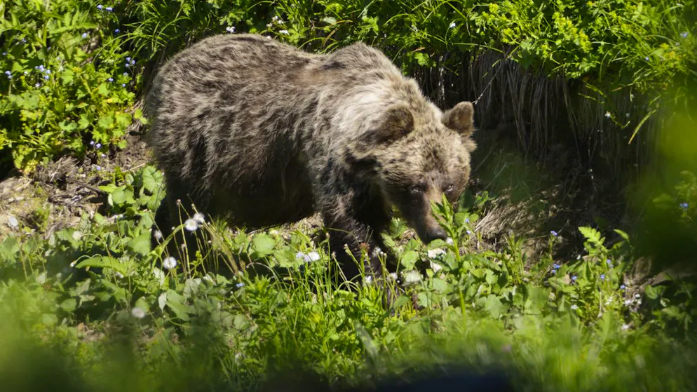 Un orso bruno si aggira nella valle di Zadné Medodoly a Tatranská Javorina, in Slovacchia. Una donna è morta mentre fuggiva da un plantigrado.