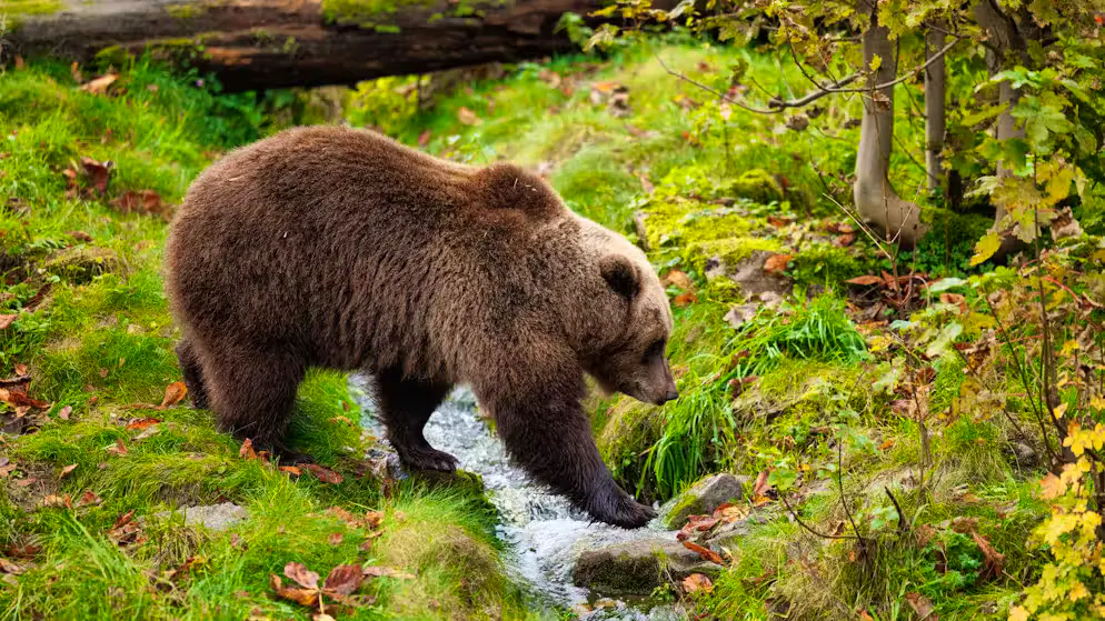 Cinq blessés en Slovaquie. Un ours brun se promène en ville et attaque les habitants