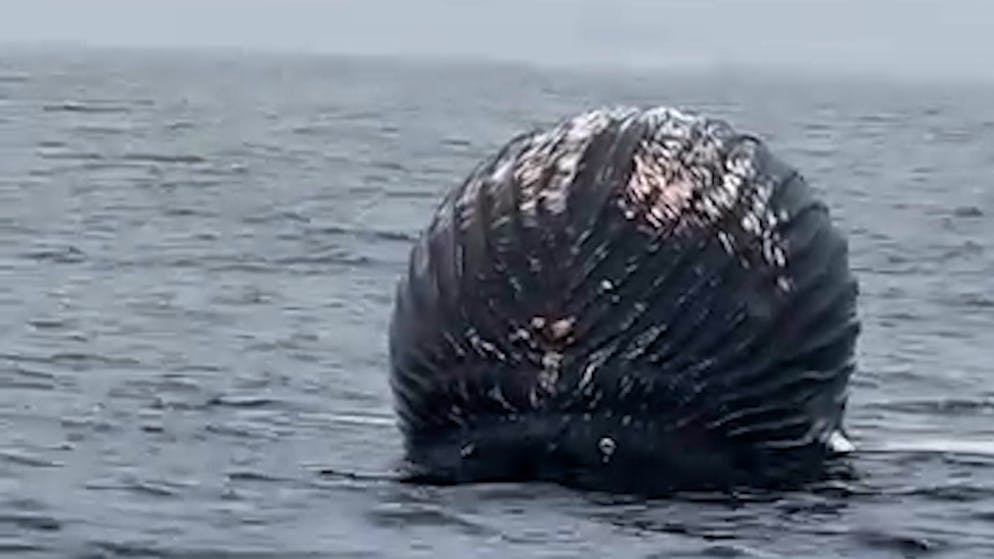 Bald platzt er. Toter Buckelwal kurz vor der Explosion