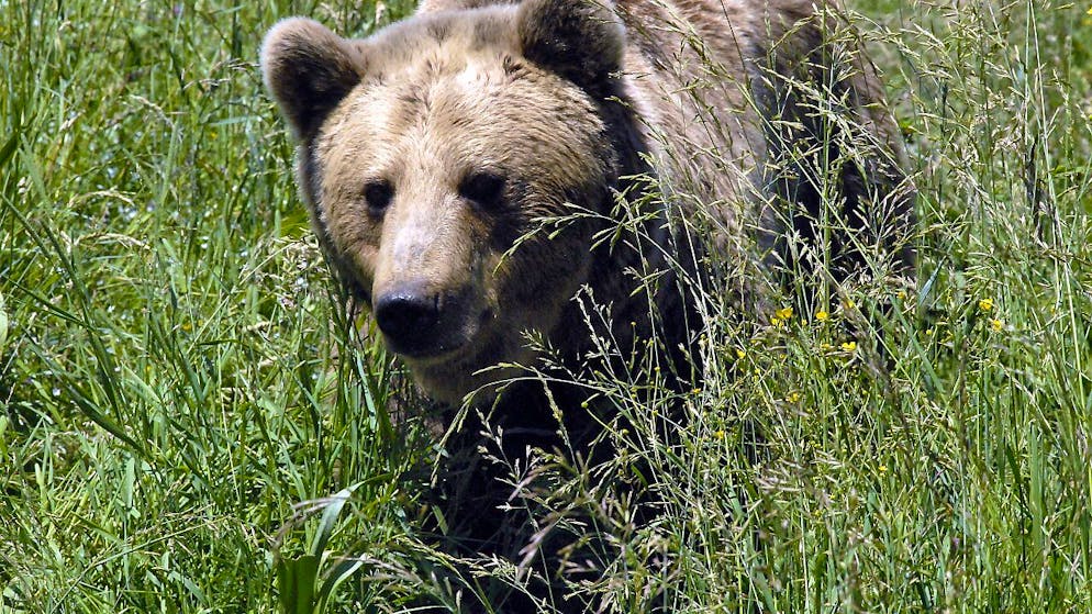 L'état d'urgence a été décrété lundi dans une ville touristique slovaque après une nouvelle attaque d'ours (image symbolique).
