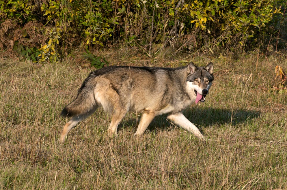 En vertu de la directive européenne «Habitats» de 1992, la plupart des populations de loups en Europe bénéficient d'une «protection stricte», assortie de possibilités de dérogations.
