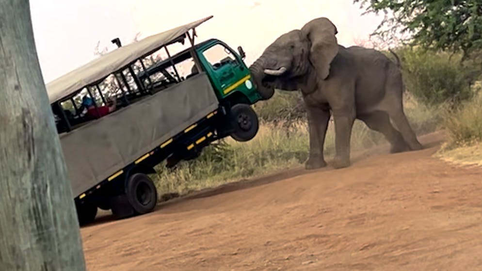 Angriff aus dem Nichts. Elefant nimmt Safaribus mit Passagieren auf Stosszähne
