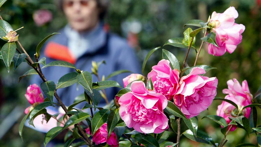 La Société suisse de camélias, qui organise l'exposition du 20 au 25 mars à Locarno, fête ses 25 ans cette année.