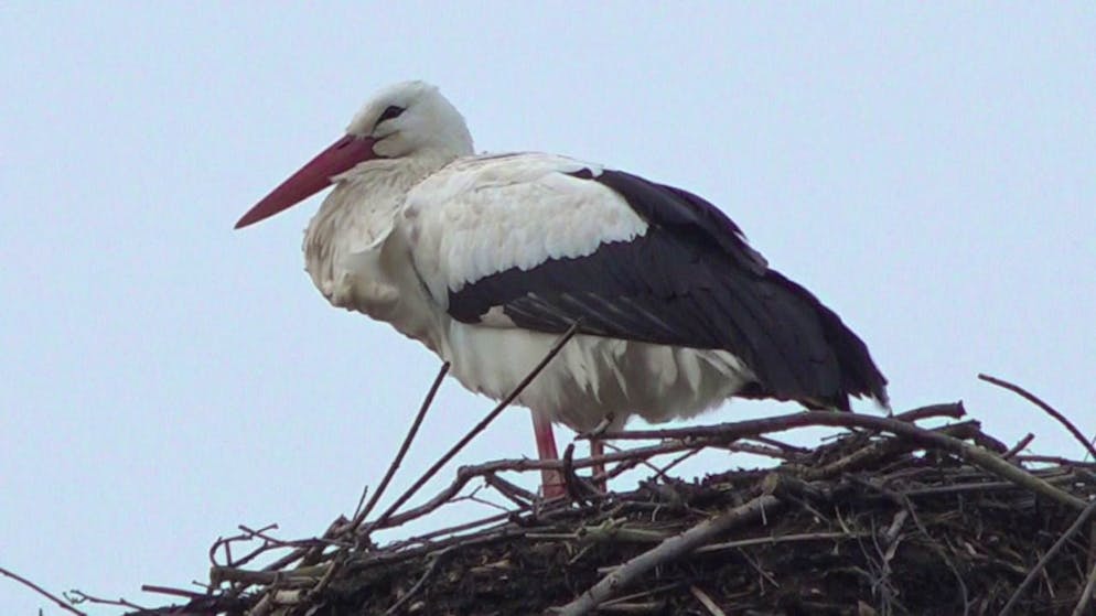 C'est une branche du nid, installé sur un poteau électrique, qui a provoqué le court-circuit (Phoito d'illustration).