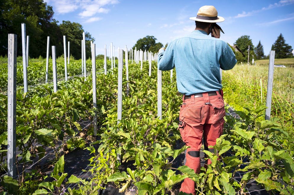 Les chercheurs ont observé que l'agriculture biologique était associée à une utilisation légèrement supérieure de pesticides sur les champs conventionnels proches. (image d'illustration)