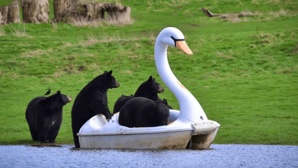 Schwanenboot Ahoi. Schwarzbären vergnügen sich im Safaripark