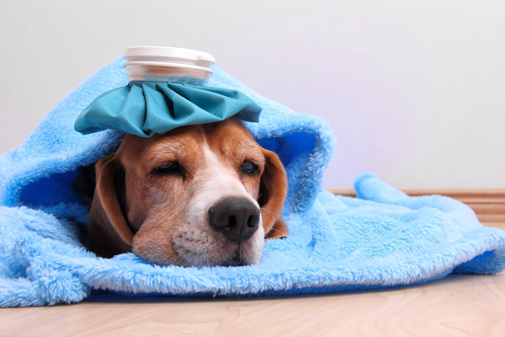 Jusqu’à présent, on pensait que la transmission zoonotique se faisait au détriment de l’Homme.