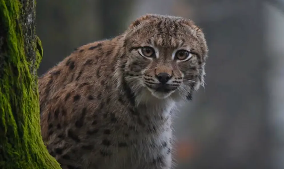 Toute une fratrie de lynx est née sans oreilles dans le massif du Jura.