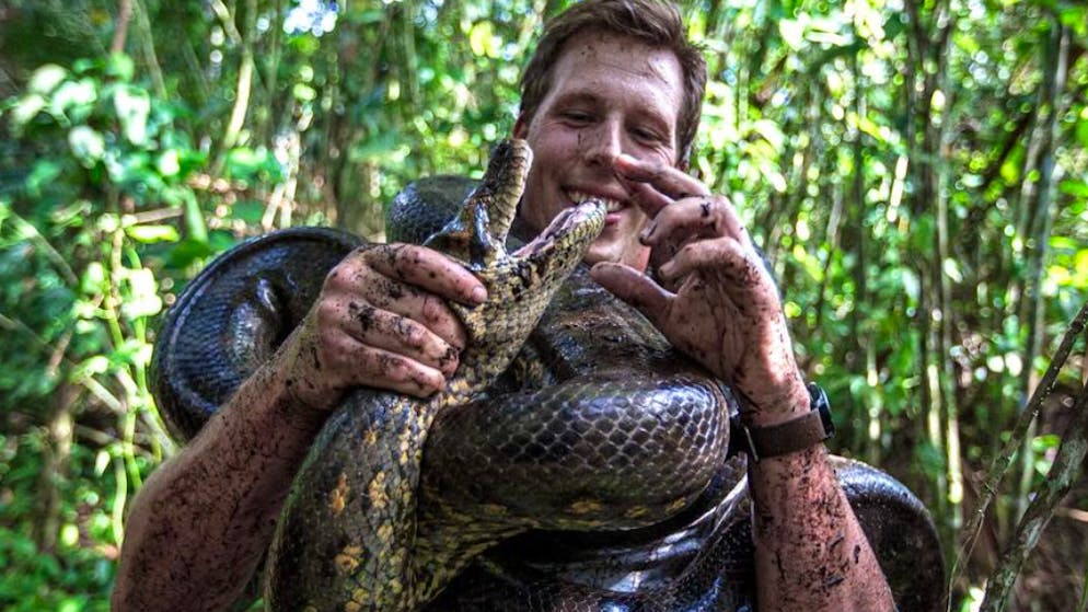 Erst im Februar im Amazonas entdeckt. Grösste Schlange der Welt ist plötzlich tot
