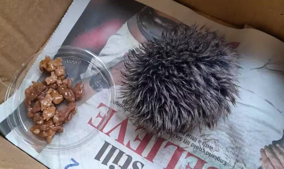 Voilà un «hérisson» fort bien traité...