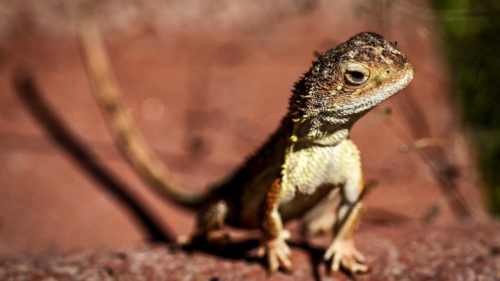 Le dragon des prairies sans oreilles est une espèce endémique d'Australie.