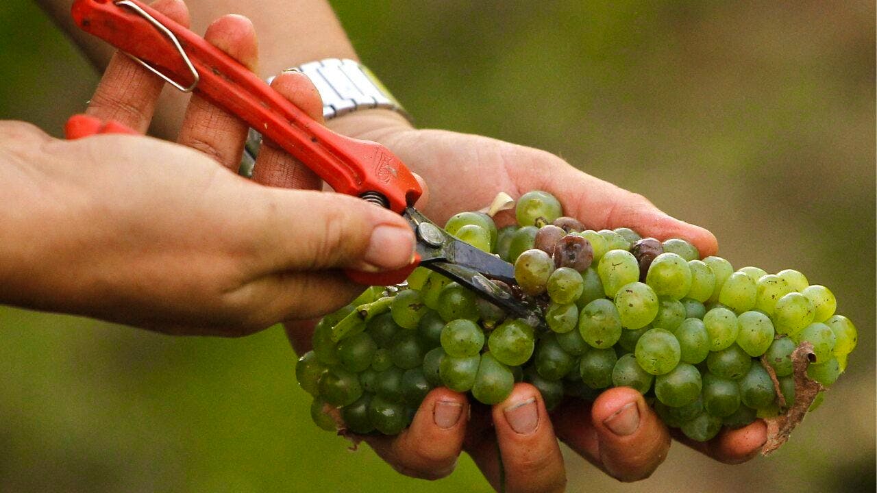 Einzelhandel. Konsum und Absatz von Wein in Frankreich gehen zurück