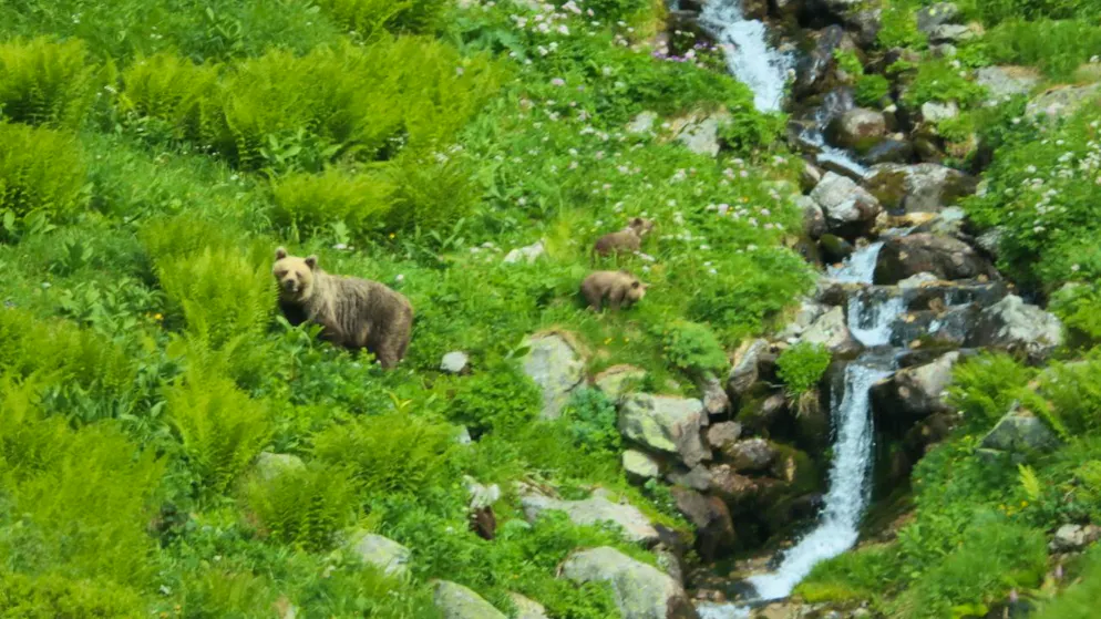 ARCHIV - Ein Bär geht mit seinem Nachwuchs durch ein Tal in der Westtatra. Nach Zusammenstößen mit Menschen werden Rufe nach gezielten Abschüssen von Bären lauter. Foto: Erik Äevëìk/tasr/dpa