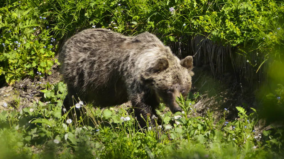 In der Slowakei gibt es mehr als tausend frei lebende Braunbären.