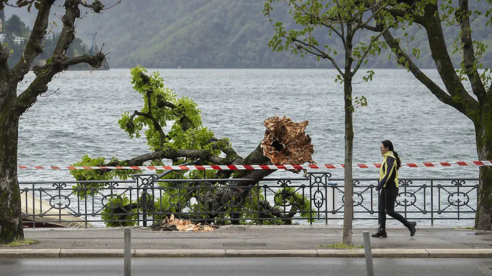 Météo agitée en Suisse pour le week-end de Pâques - Gallery. Le vent tempétueux a déraciné un arbre à Lugano.