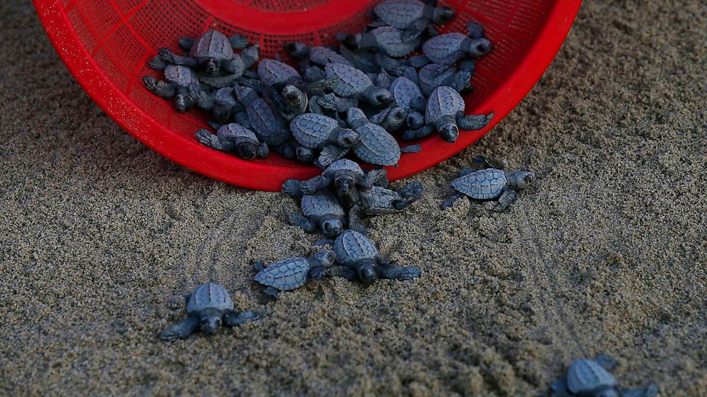 Tartarughe Olive Ridley (archivio)