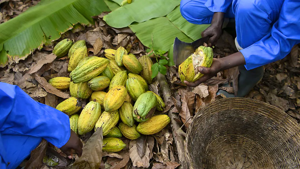 En Côte d'Ivoire, d'où vient 45% de la production mondiale de cacao, le prix d'achat des fèves est fixé par l'Etat (archives).